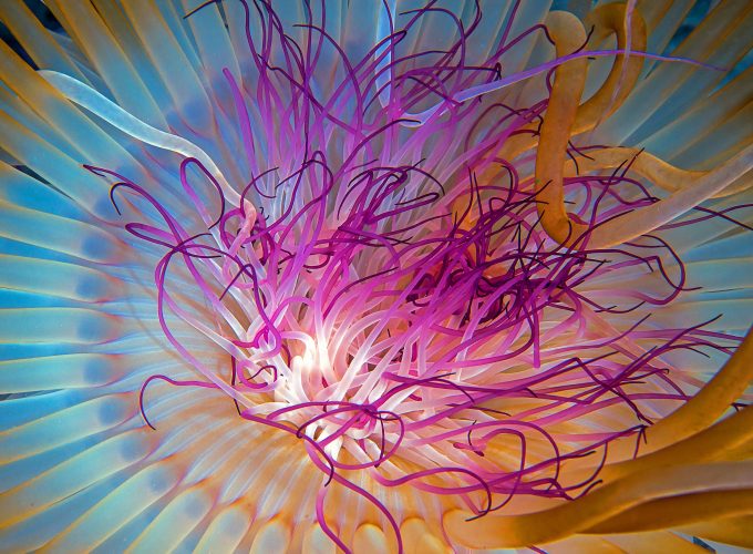 Wallpaper Jellyfish, 4k, 5k wallpaper, HD, Indian Ocean, Georgia, Atlanta, diving, tourism, blue, orange, Malaysia, World&3613614660